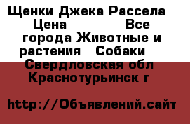 Щенки Джека Рассела › Цена ­ 10 000 - Все города Животные и растения » Собаки   . Свердловская обл.,Краснотурьинск г.